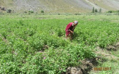 Project 08: Donation Cost US$2500. In Riddeh, Rushan District, UBB assisted in developing a communal vegetable farm – ploughed the arable land, purchased fertilizers, seedlings and manual farm tools.