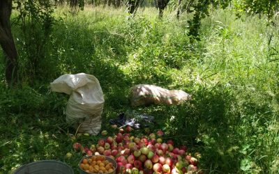 Project 86 (Final donation cost US$10350): request from Darjomch Village( 63 families), and nerarby Razuj Village  ( 54 Families) and nearby Spondj Village ( 72 Families) in Bartang Valley, Roshtan District.: Equipment for making apple juice from their apple orchard